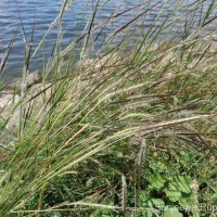 <i>Heteropogon contortus</i>  (L.) P.Beauv. ex Roem. & Schult.